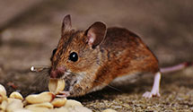 24 Hour & Emergency Exterminators in Lake, NE